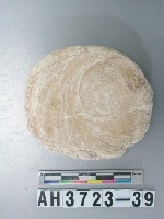 藏品(小型螺蓋製貝刮器)的圖片